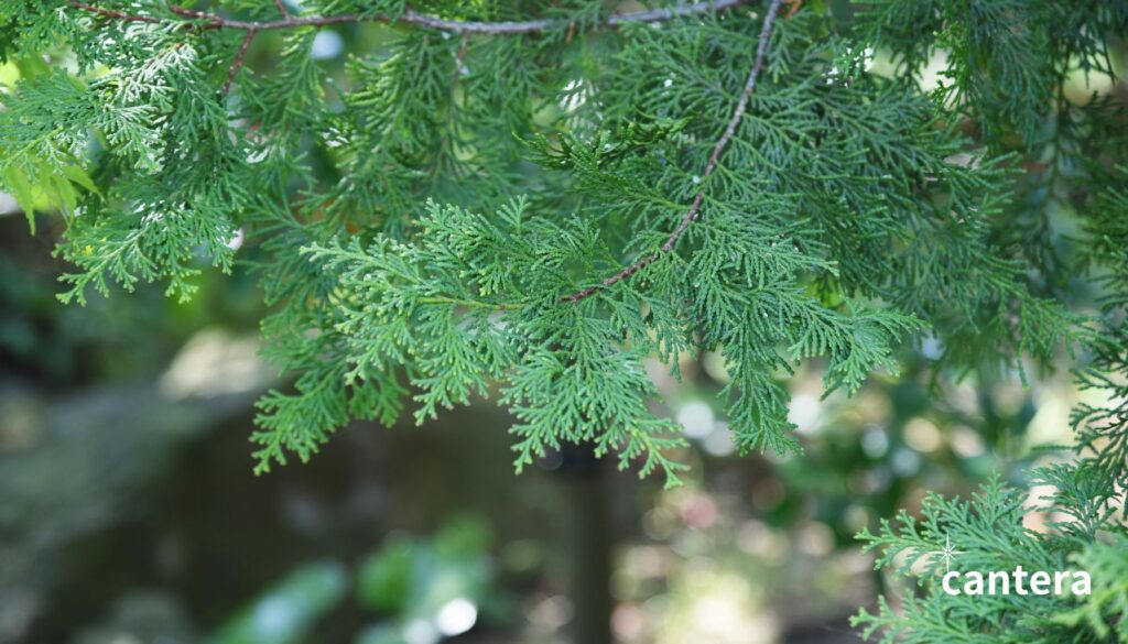 ヒノキの香りには、高い抗菌性とリラックス効果があります。