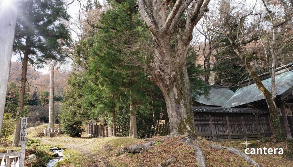 諏訪大社前宮の周囲の森と小川の風景。木漏れ日が差し込む秋の自然の小径。